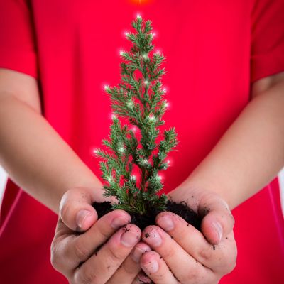 Woman hands hold small christmas tree
